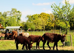 Placeholder for Ezelboerdeirj Belfeld