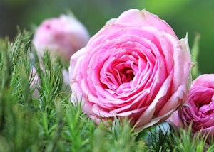 Placeholder for Kasteeltuinen