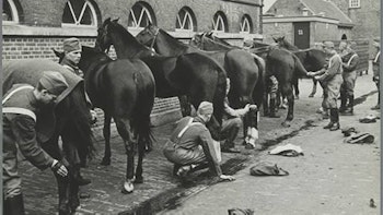 Placeholder for Huzaren Verzorging Paarden