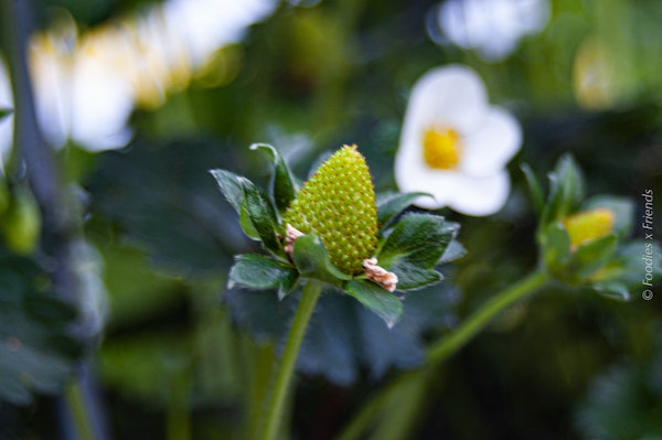 Placeholder for Aardbei