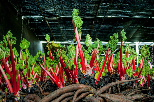 Placeholder for Streekweken Rabarber