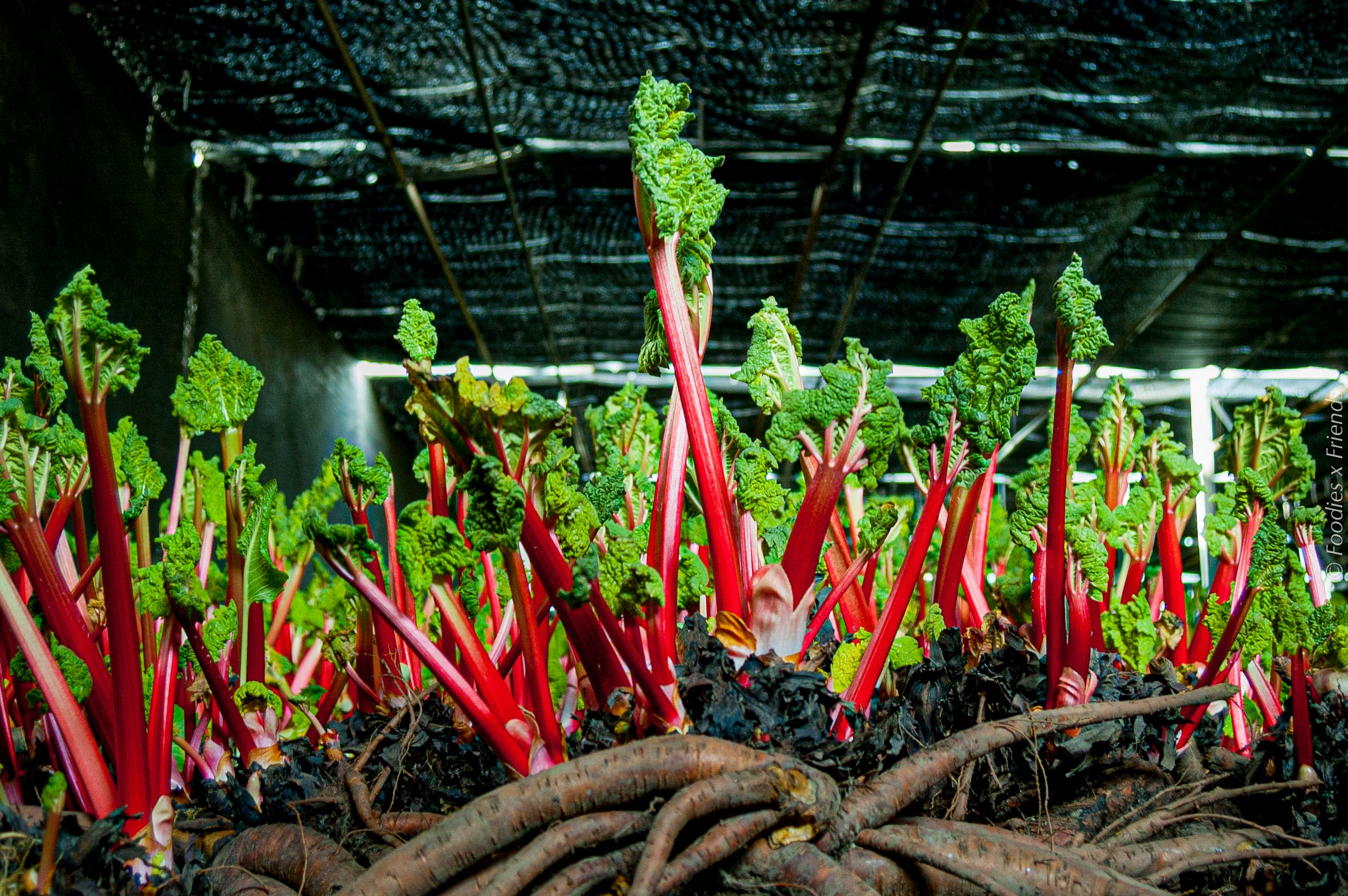 Streekweken Rabarber