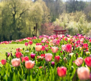 Placeholder for Bloemen