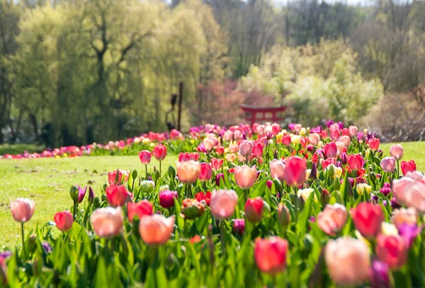 Placeholder for Bloemen