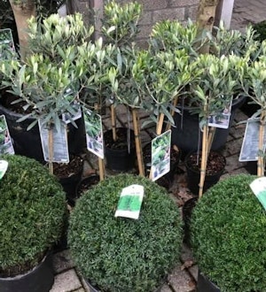 Placeholder for Groeneoase2