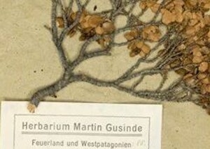 Placeholder for Herontdekt herbarium