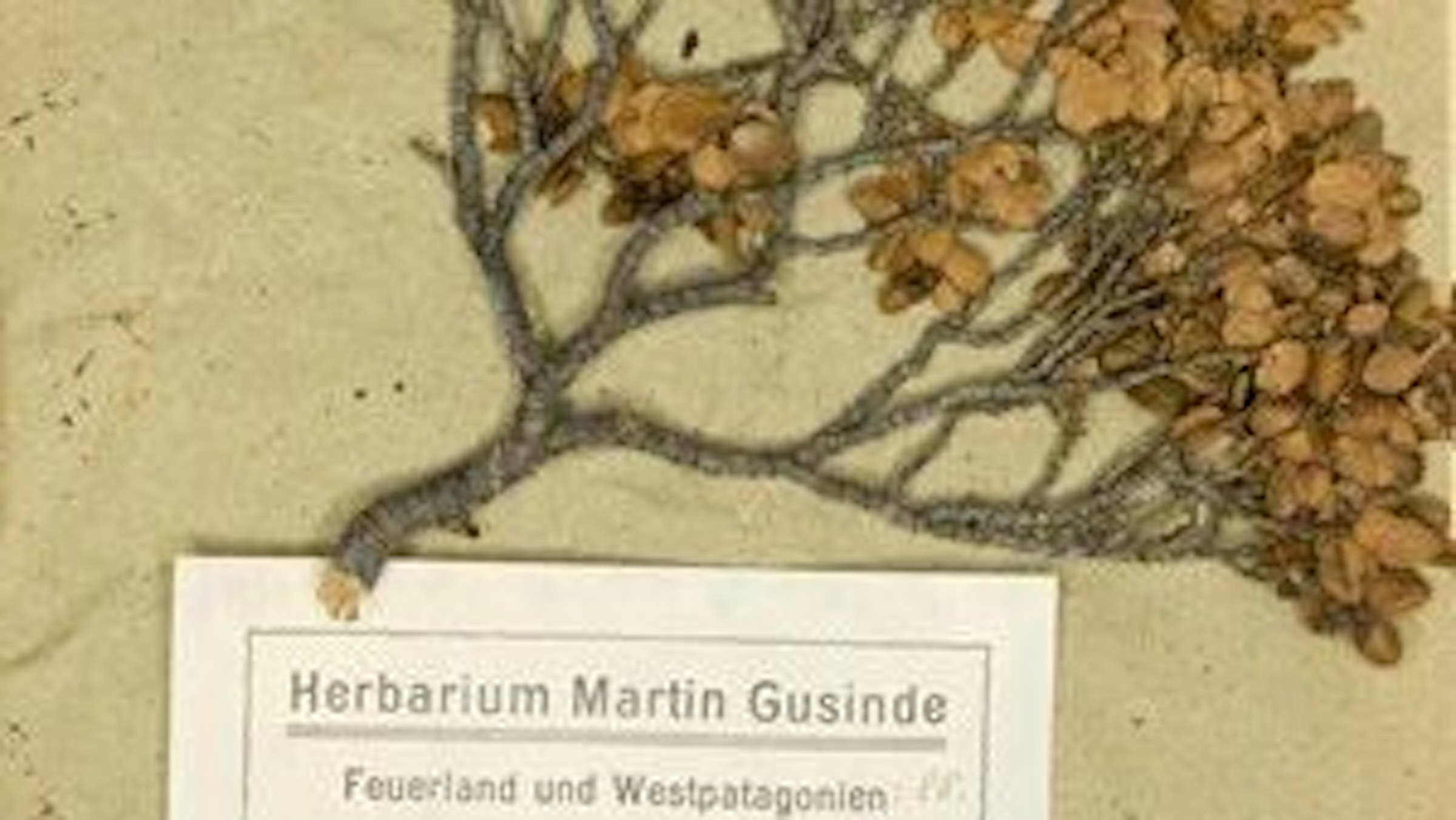 Herontdekt herbarium
