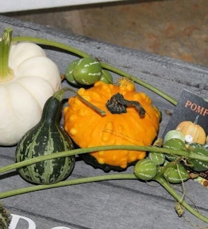 Placeholder for Pompoenenverkoop marlie