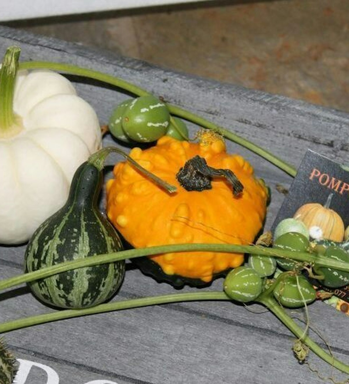 Pompoenenverkoop marlie