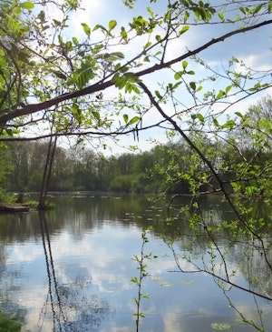 Placeholder for Tang